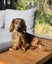 Cavoodle stud Carousel 2