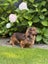 Cavoodle stud Carousel 3