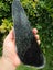 $1 reserve Greenstone Pounamu Big carving Slab/ block Carousel 9