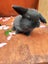 Pure Bred mini Lops bunnies Carousel 1