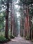 Japanese Cedar - 27,000 SEEDS - Cryptomeria japonica Carousel 1
