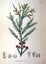 Japanese Cedar - 27,000 SEEDS - Cryptomeria japonica Carousel 5