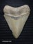 Megalodon Fossil Shark Tooth - 107mm / 4.2" Carousel 1