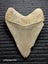 Megalodon Fossil Shark Tooth - 107mm / 4.2" Carousel 2