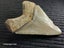 Megalodon Fossil Shark Tooth - 107mm / 4.2" Carousel 3
