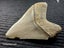 Megalodon Fossil Shark Tooth - 107mm / 4.2" Carousel 4