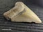 Megalodon Fossil Shark Tooth - 107mm / 4.2" Carousel 5