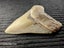 Megalodon Fossil Shark Tooth - 107mm / 4.2" Carousel 6