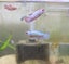 LAST RE-LIST- 15x Juvenile Red Dragon X Red Plakat Bettas (Males & Females) Carousel 8
