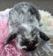 Beautiful purebred mini lop kits Carousel 1