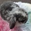 Beautiful purebred mini lop kits Carousel 2