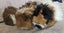 Fluffy ginniepigs Carousel 12