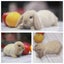 very cute Pure Bred mini Lops Carousel 3