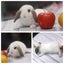 very cute Pure Bred mini Lops Carousel 5