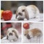 very cute Pure Bred mini Lops Carousel 6