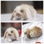 very cute Pure Bred mini Lops Carousel 7