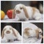 very cute Pure Bred mini Lops Carousel 10