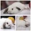 very cute Pure Bred mini Lops Carousel 12