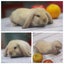 very cute Pure Bred mini Lops Carousel 15