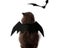 Cute Halloween Small Dogs Cat Costume Vampire Small Pet Cat Bat Wings Halloween Carousel 6