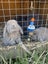 Mini Lop Rabbits Carousel 9