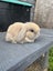 Mini Lop Rabbits Carousel 8