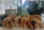 Purebred Minilop Babies Carousel 5