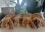 Purebred Minilop Babies Carousel 6