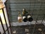 Antique metal French wine rack cage 200 bottles Carousel 7