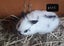 NETHERLAND DWARF BABY BUNNIES Carousel 7