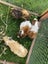 Baby Guinea Pigs Carousel 2