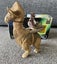1997 Star Wars The Power of the Force - Ronto and Jawa Carousel 1