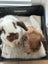 Mini Lop Bonded Pair - Moose and Eddie Carousel 4
