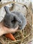 **Trained Mini Lop Bunny Rabbits & Care Package** Carousel 6