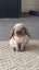 Sweet 3-year-old Mini Lop neutered Male Carousel 1
