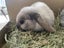 Sweet 3-year-old Mini Lop neutered Male Carousel 6