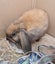 Pet Rabbits Bunny Rabbit Bunnies Mini lop Carousel 1