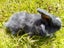 Mini Lop bunnies - all males Carousel 3