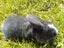 Mini Lop bunnies - all males Carousel 4