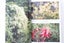 The Cultivation of New Zealand Trees and Shrubs - Lawrie Metcalf (SKU BK61) Carousel 10