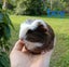 Baby Guinea Pigs Carousel 1