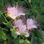 Capparis spinosa [CAPER BUSH] seed ~ Culinary + Medicinal, Shrub *PERENNIAL* Carousel 1
