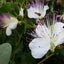 Capparis spinosa [CAPER BUSH] seed ~ Culinary + Medicinal, Shrub *PERENNIAL* Carousel 2
