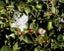 Capparis spinosa [CAPER BUSH] seed ~ Culinary + Medicinal, Shrub *PERENNIAL* Carousel 3