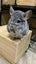 Topo the Chinchilla - Looking for a new home Carousel 3