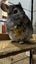 Topo the Chinchilla - Looking for a new home Carousel 4