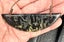 Beautiful, Pounamu, Breastplate, Carousel 2