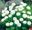 Bellis Perennis 'WHITE POMPONETTE' seed x 30 ~ Garden, Rockery, Tubs *PERENNIAL* Carousel 1