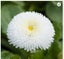 Bellis Perennis 'WHITE POMPONETTE' seed x 30 ~ Garden, Rockery, Tubs *PERENNIAL* Carousel 2