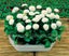 Bellis Perennis 'WHITE POMPONETTE' seed x 30 ~ Garden, Rockery, Tubs *PERENNIAL* Carousel 3